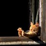 AnimalsDaily profil fotoğrafı
