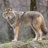 coyote's profile picture