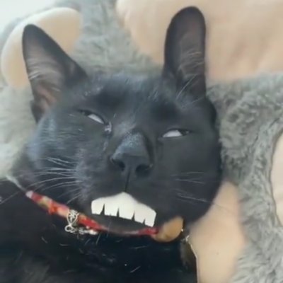 chinshikakatan's profile picture