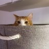 Фото профиля にゃんにゃんこ