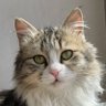 Profilbild von Miyuky