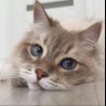 Фото профиля Meowdrik1905