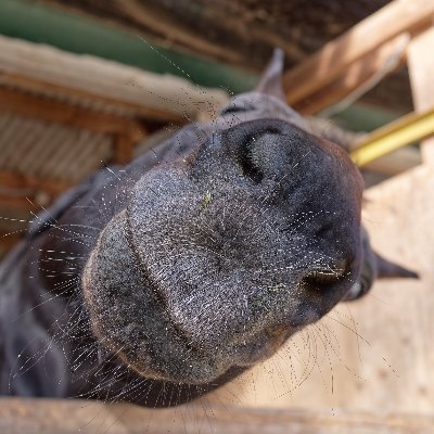 うまお's profile picture