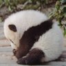 パンダプー's profile picture