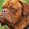 Фото профиля Dogo