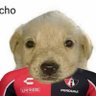AntonioG profil fotoğrafı