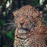 Pakito Cabeza profil fotoğrafı