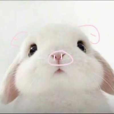 xiaorouiiiu's profile picture