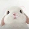 bibilabuouo's profile picture