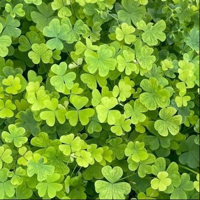 D =͟͟͞♡ ⋆𐙚₊˚⊹ (ia) 🪷🍀's profile picture