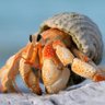 Фото профиля Armed Crustaceans