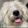 Bambam profil fotoğrafı