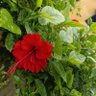 Ujjwal Borkar profil fotoğrafı