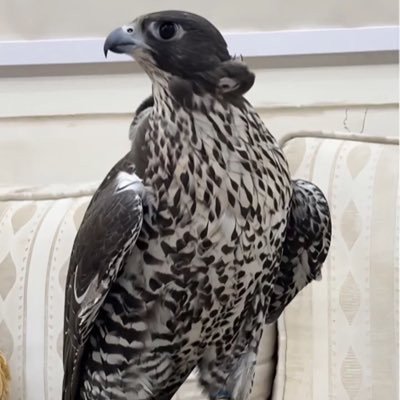 AHMED's profile picture