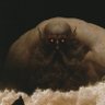 Кит Косатка 🫍's profile picture