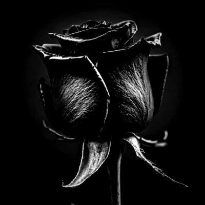 IRAN1749439's profile picture
