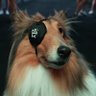 Texas Wrestling Aggies Fan profil fotoğrafı