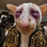 Shiddin's profile picture