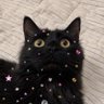 🐈⬛ profil fotoğrafı