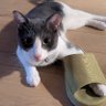 🐈猫と遊ぶharada taiko Taro'sNW 的头像