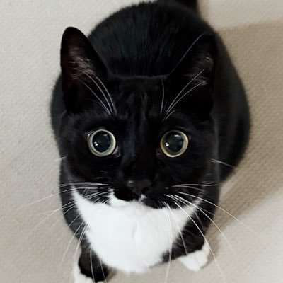 🤍올리와 가족찾는 힝코🖤's profile picture