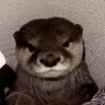 Otter Aka Nightmare..🏴󠁧󠁢󠁥󠁮󠁧󠁿 🐝 🐝 profil fotoğrafı