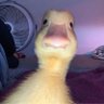 Duck 的头像