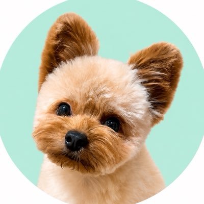 もじゃ犬ぽっち's profile picture