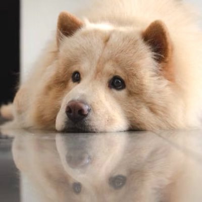 yamucha_1209's profile picture