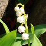直母🍒 profil fotoğrafı