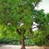 the neem tree 🎄's profile picture