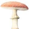 Profilbild von A_Cursed_Mushroom
