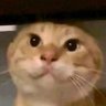 迷途猫~'s profile picture