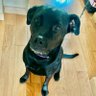 MollythePitLab profil fotoğrafı