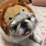 まちゃぴこ 的头像