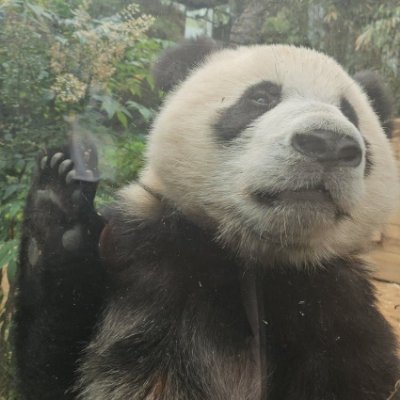 아보카도잼's profile picture
