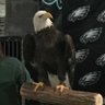 FlyEaglesFly 🦅's profile picture
