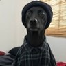 shaurin profil fotoğrafı