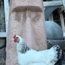 Dr.Safi profil fotoğrafı