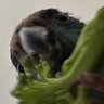 TyrannusCaelius's profile picture