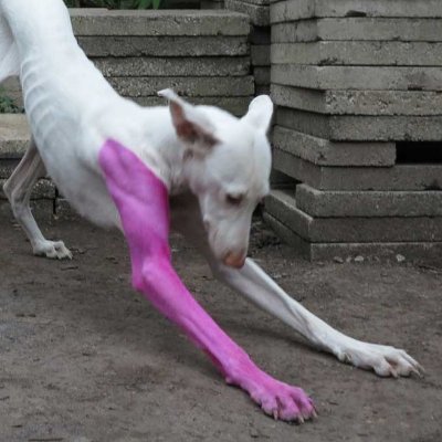 larimetaI's profile picture