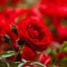 Rare facts 🌱🌷🌺🌳 profil fotoğrafı