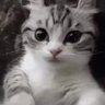 Profilbild von milky/tendril