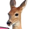 Фото профиля BUC || HYPER REALISTIC DEER