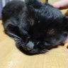 ハク's profile picture