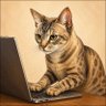 外猫's profile picture