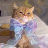پیشته profil fotoğrafı