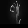 علي الرضا's profile picture