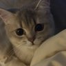 Zahra 🇵🇸 profil fotoğrafı