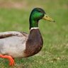 Ducky Irving 的头像